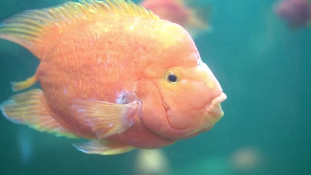 Fish aquarium. dangerous fish swiming in aquarium in oceanarium. Colorful aquarium tank filled with stones, seaweed. Colorful aquarium, beautiful fish in ocean.