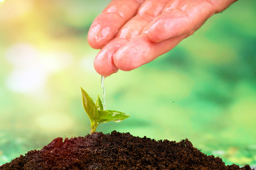 small seedlings growing in soil and water