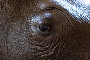 Eye Rhino. Texture. Concept of animals in the zoo