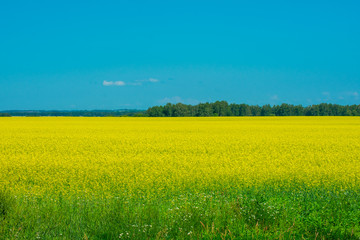 yellow field and blue sky and trees in the distance