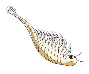 アルテミア シーモンキー ホウネンエビ キャラクター イラスト