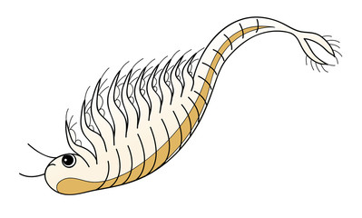 アルテミア シーモンキー ホウネンエビ キャラクター イラスト