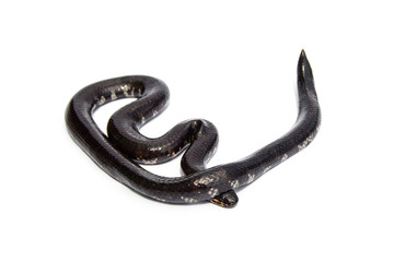 Red-tailed pipe snake not dangerous. but like to lift and spread the tail to threaten the enemy to misunderstand that is venomous imitate cobra. isolated on white background.