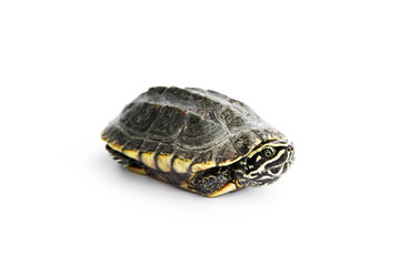 Baby Snail-eating turtles are taking refuge and poke head out of armature. isolated on white background.