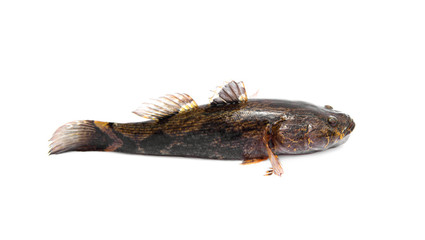 Sleepy goby, Marbled sleeper ( Oxyeleotris marmorata ) is a kind of freshwater fish tropical. meat have that taste good delicious. isolated on white background.