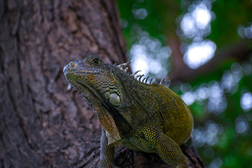 iguana on a branch