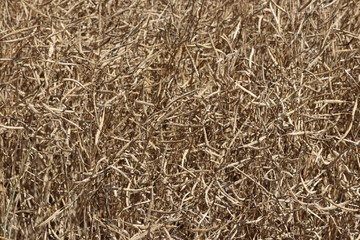 Reife Früchte in einem Rapsfeld kurz vor der Ernte