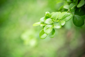 Nature of green leaf in garden at summer. Natural green leaves plants using as spring background cover page greenery environment ecology wallpaper