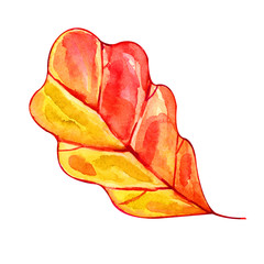 Colorful watercolor oak leaf on white background. Watercolor autumn leaf isolated on white background. Autumn watercolor illustration.