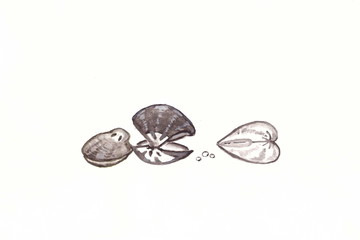 Drawing with watercolors: Three seashells of gray color on a white background.