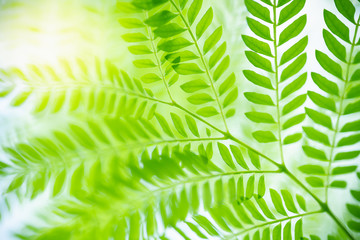 Nature of green leaf in garden at summer. Natural green leaves plants using as spring background cover page greenery environment ecology wallpaper