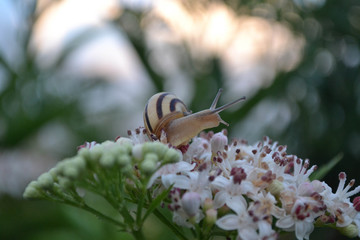 snail on a flower