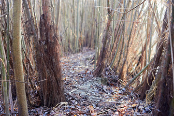 Path among trunks of willow trees in the autumn forest