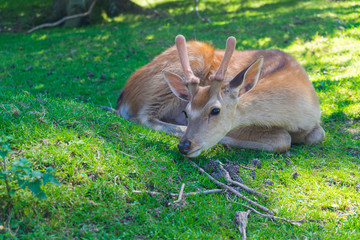 Roebuck lies on a meadow in the forest. Close-up
