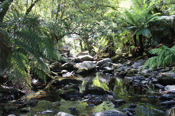 Naklejka na ściany i meble stream in forest