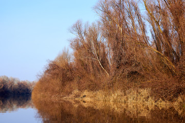 Trees without leaves stand on the river bank with dried yellow grass and thickets of wild grapes at autumn. Autumn landscape on the Danube river