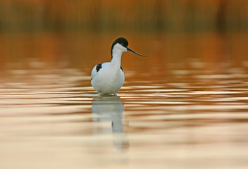 avocet male on shallow water of lake
