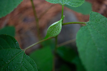 Fresh baby leaf in wet forest in South Kroea