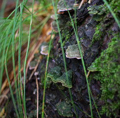 Wild mushroom on pine tree in wet forest in South Korea