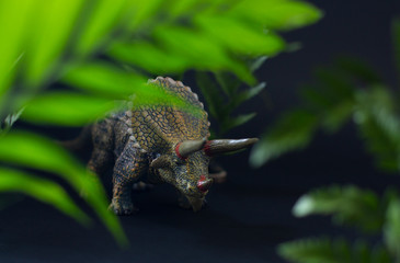 Realistic figure of the triceratops dinosaur under juicy green leaves on the black background