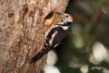 Middle spotted woodpecker near nesting cavity