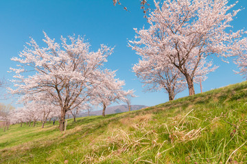 Obraz na płótnie Canvas Beautiful cherry blossom or sakura in spring time ,Japan.