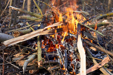 Bonfire in the autumn forest