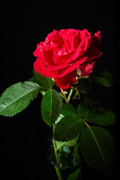red rose in the darkness