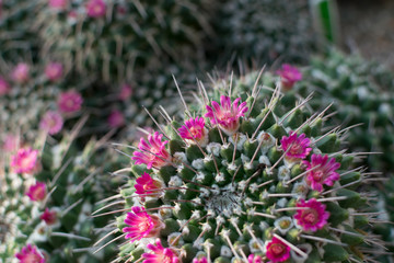 Macro photo of spiky and fluffy cactus, cactaceae or cacti