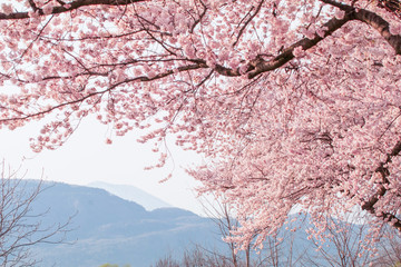 Beautiful cherry blossom or sakura in spring time