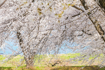 Beautiful cherry blossom trees, sakura in spring time