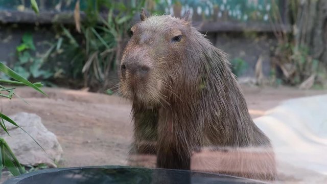 Capybara. The capybara Hydrochoerus hydrochaeris. largest rodent in the world. Capybara sitting on green grass. The concept of animals in the zoo.