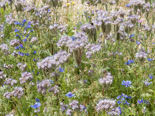 Obraz premium Phacélies à feuilles de tanaisie | Phacelia tanacetifolia