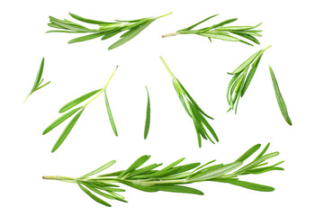 rosemary leaves isolated on white background. top view