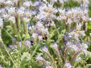 Phacélies à feuilles de tanaisie | Phacelia tanacetifolia