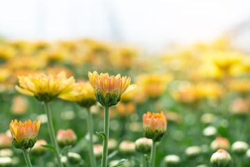Beautiful yellow chrysanthemum in the garden