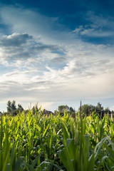 Beautiful landscape of a country farm surrounded by corn