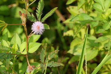 Pink mimosa pudica flower blooming in the hillside. Sensitive plant
