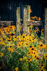 Simple field flowers, idyllic rural summer