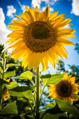 Beautiful sunflowers in the summer day