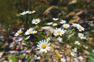 Close-up of a bush of wild chamomile on a contrasting background on a sunny day. The concept of medicinal plants