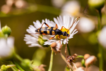 Beautiful beetle on the flower