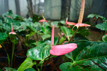 Flowers in winter with a variety of species