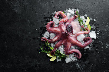 Octopus on the ice. On a black stone background. Top view. Free copy space.
