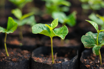 Arabica coffee seedlings In the nursery