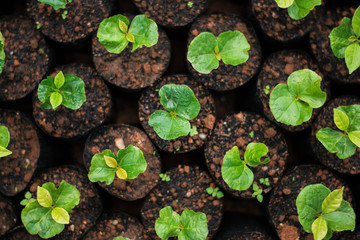 Arabica coffee seedlings In the nursery