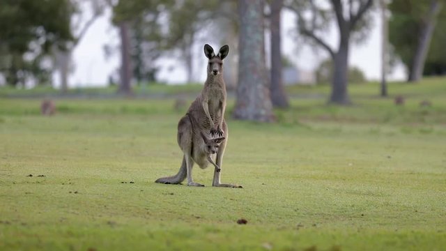 Kangaroo standing on green lawn