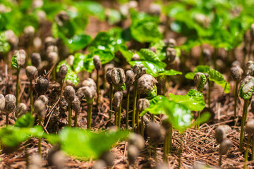 Arabica coffee seedlings In the nursery