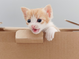 Cute ginger tabby cat in cardboard box, lovely kitten, studio shot.