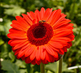 red flower on green background with a Honey Bee 